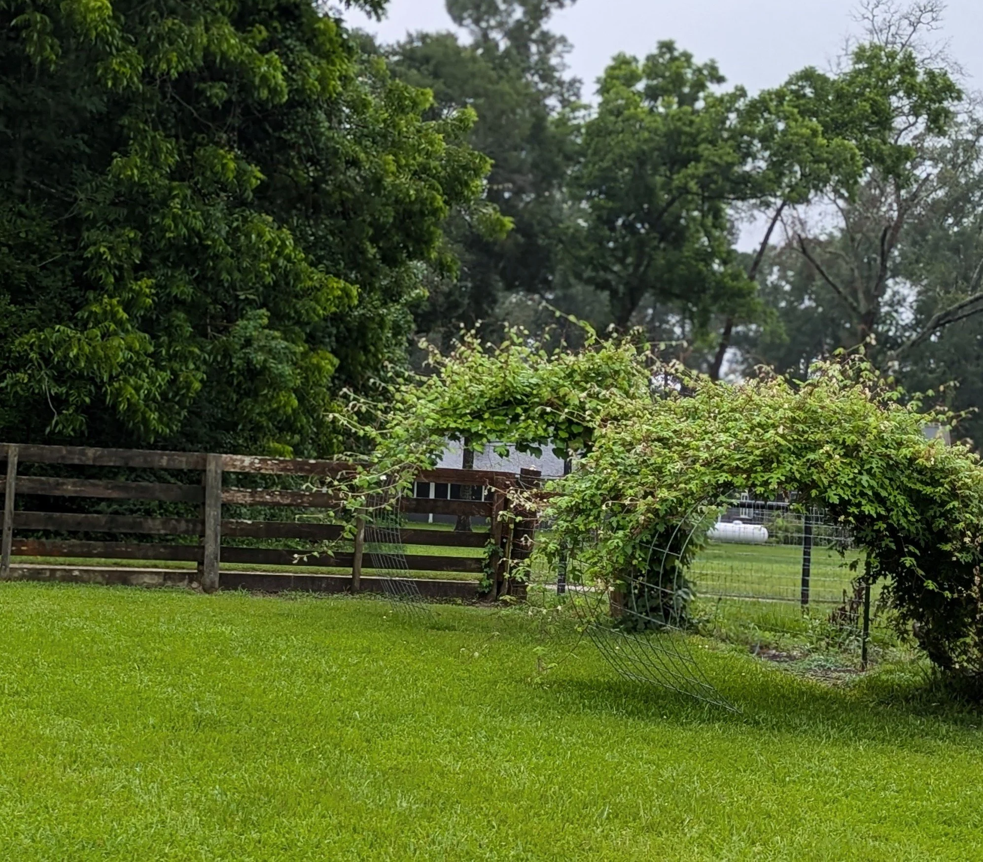 Grapevine arches in the front yard