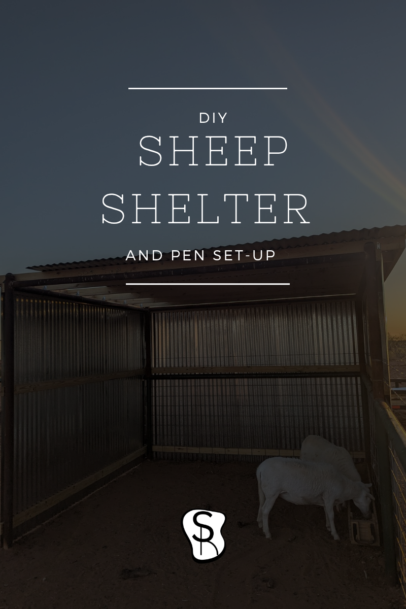 DIY sheep shelter build