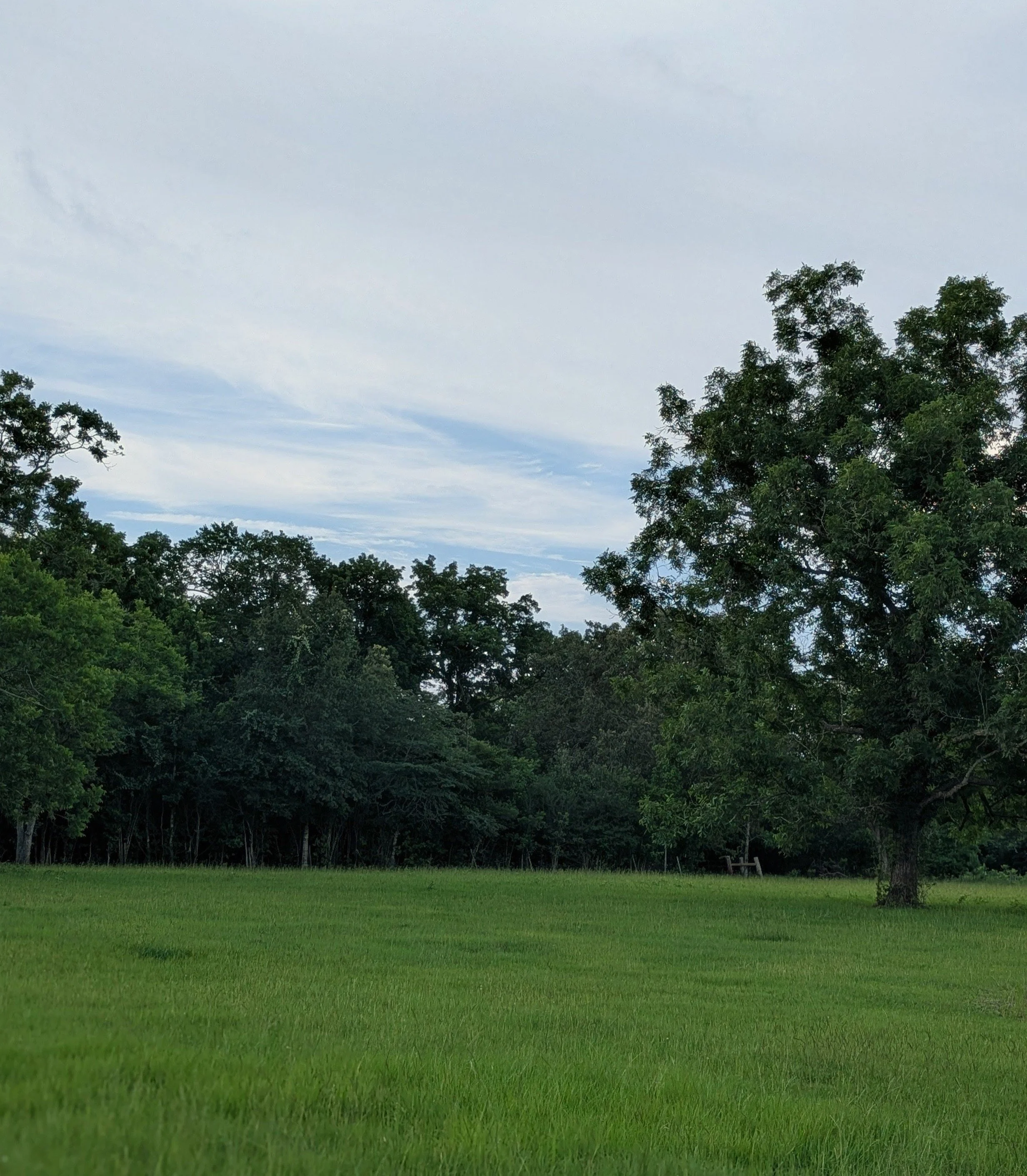Open pasture and meadow at Sandy Patch Ranch