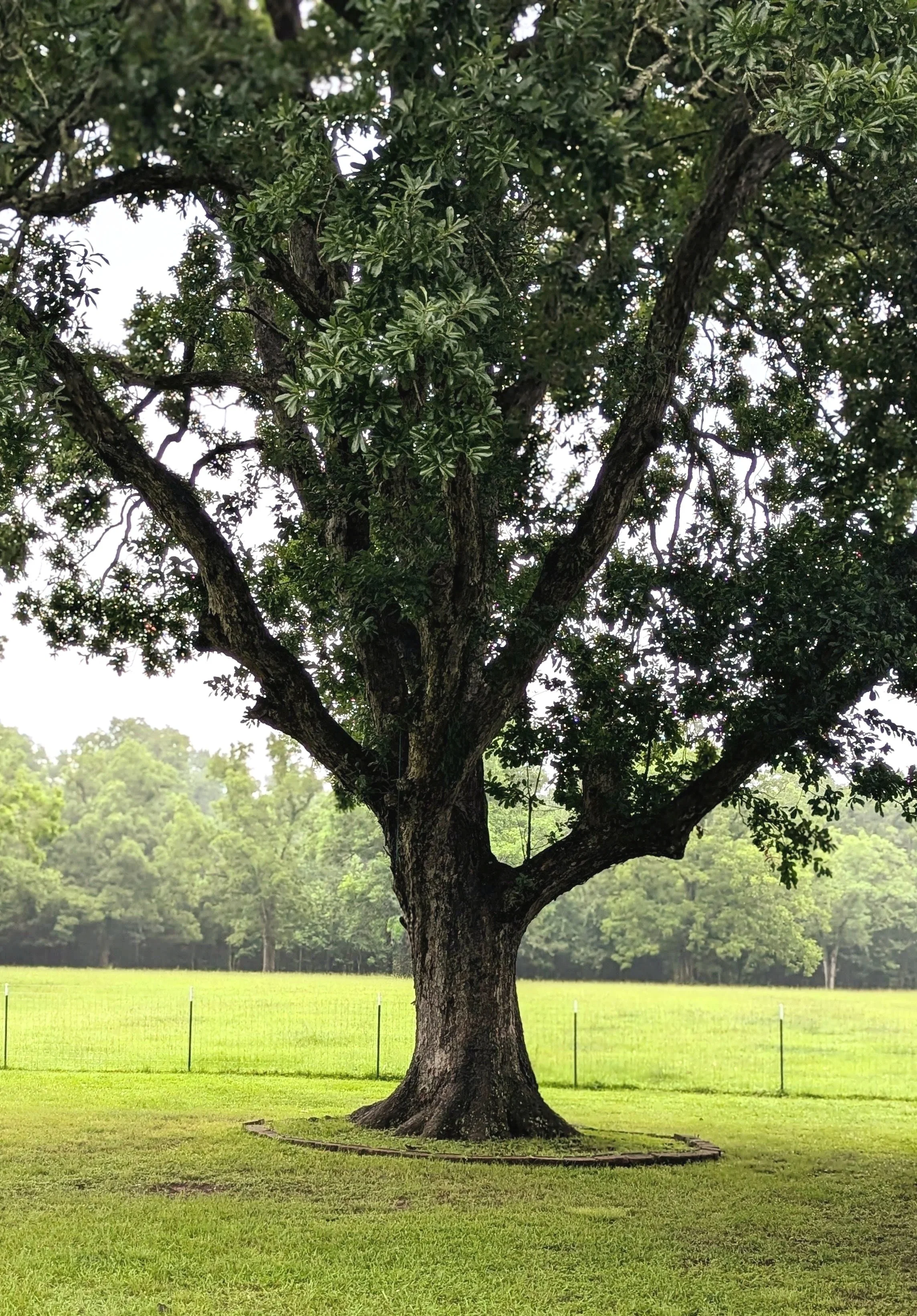 The front yard oak beside the ranch house