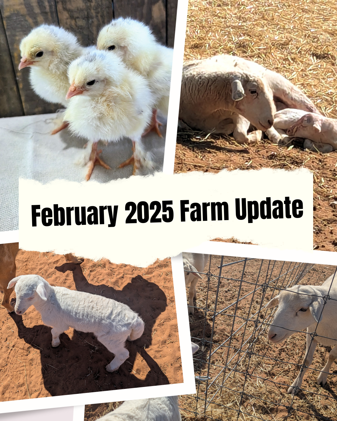 Welcoming Spark the lamb