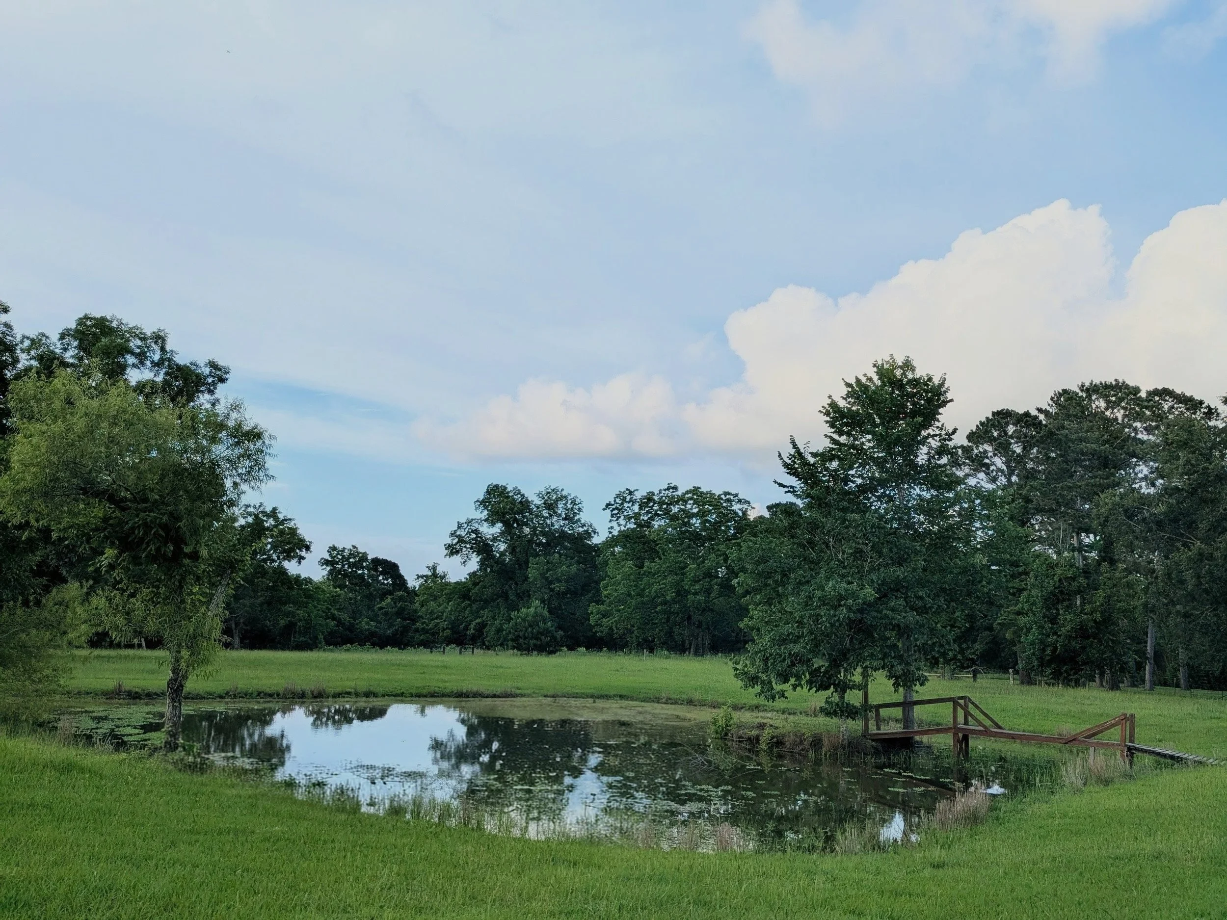 Scenic pond in the large pasture