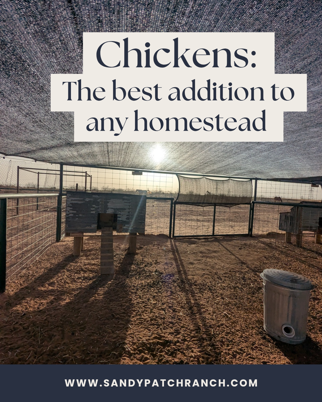 Chickens on the homestead