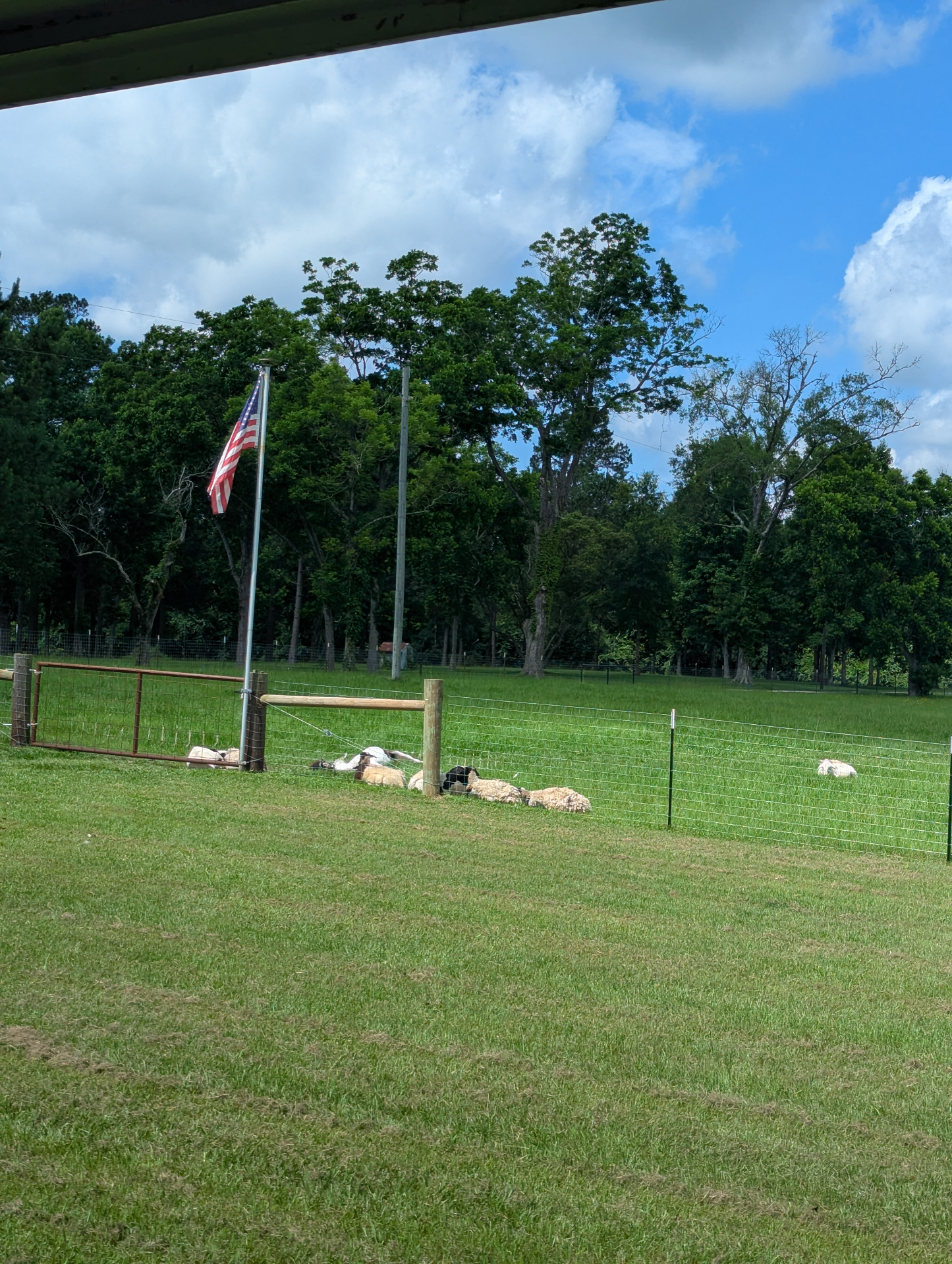 Dorper sheep resting in the shade at Sandy Patch Ranch