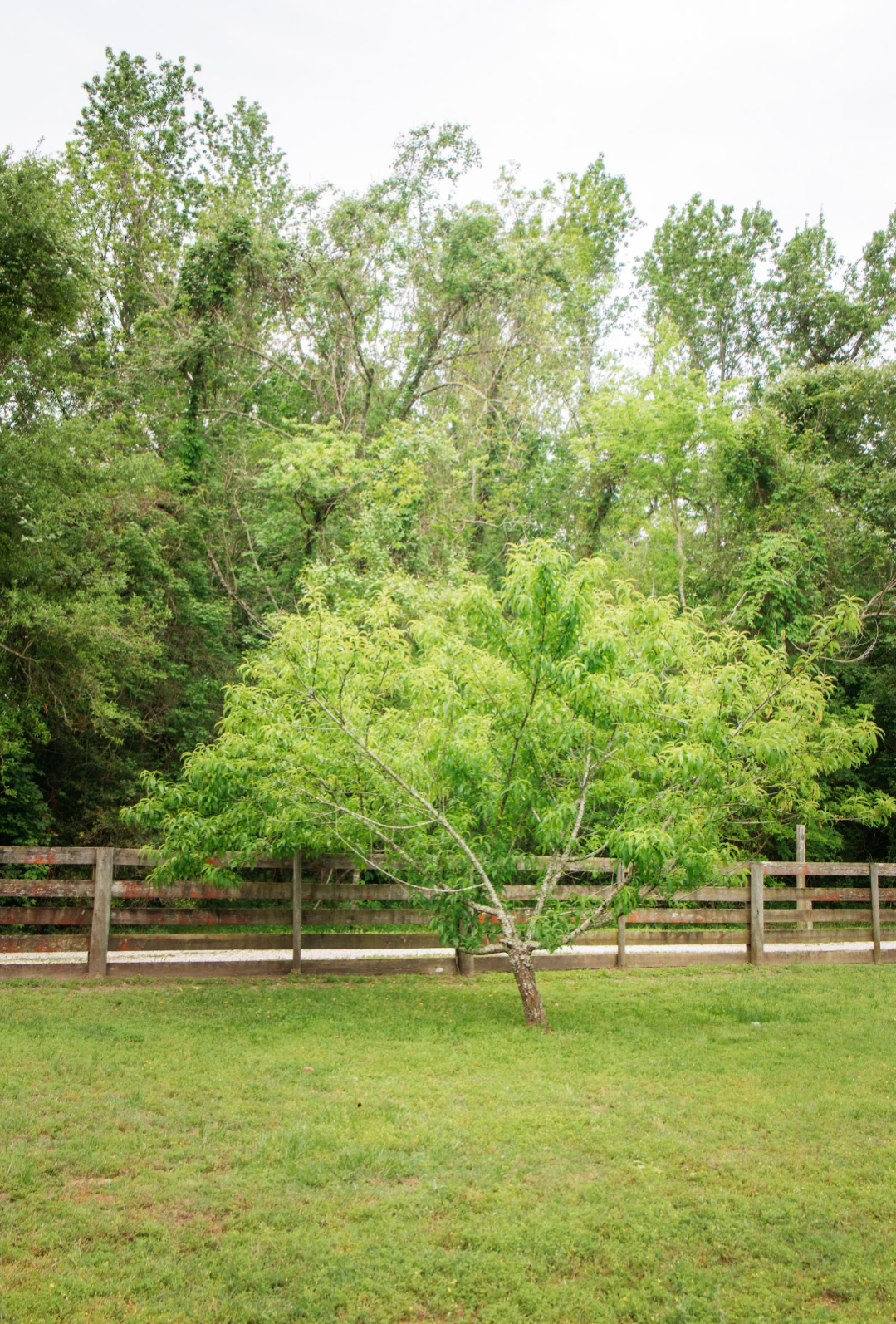 Photography session at Sandy Patch Ranch 5