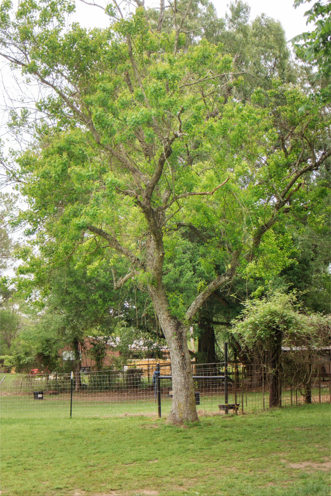 Photography session at Sandy Patch Ranch 6