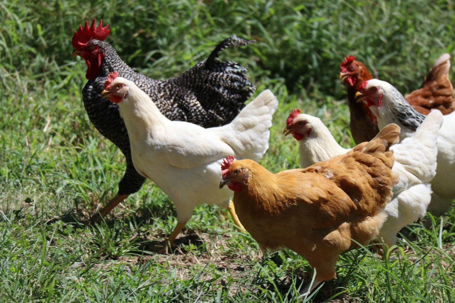 Raising chickens for beginners