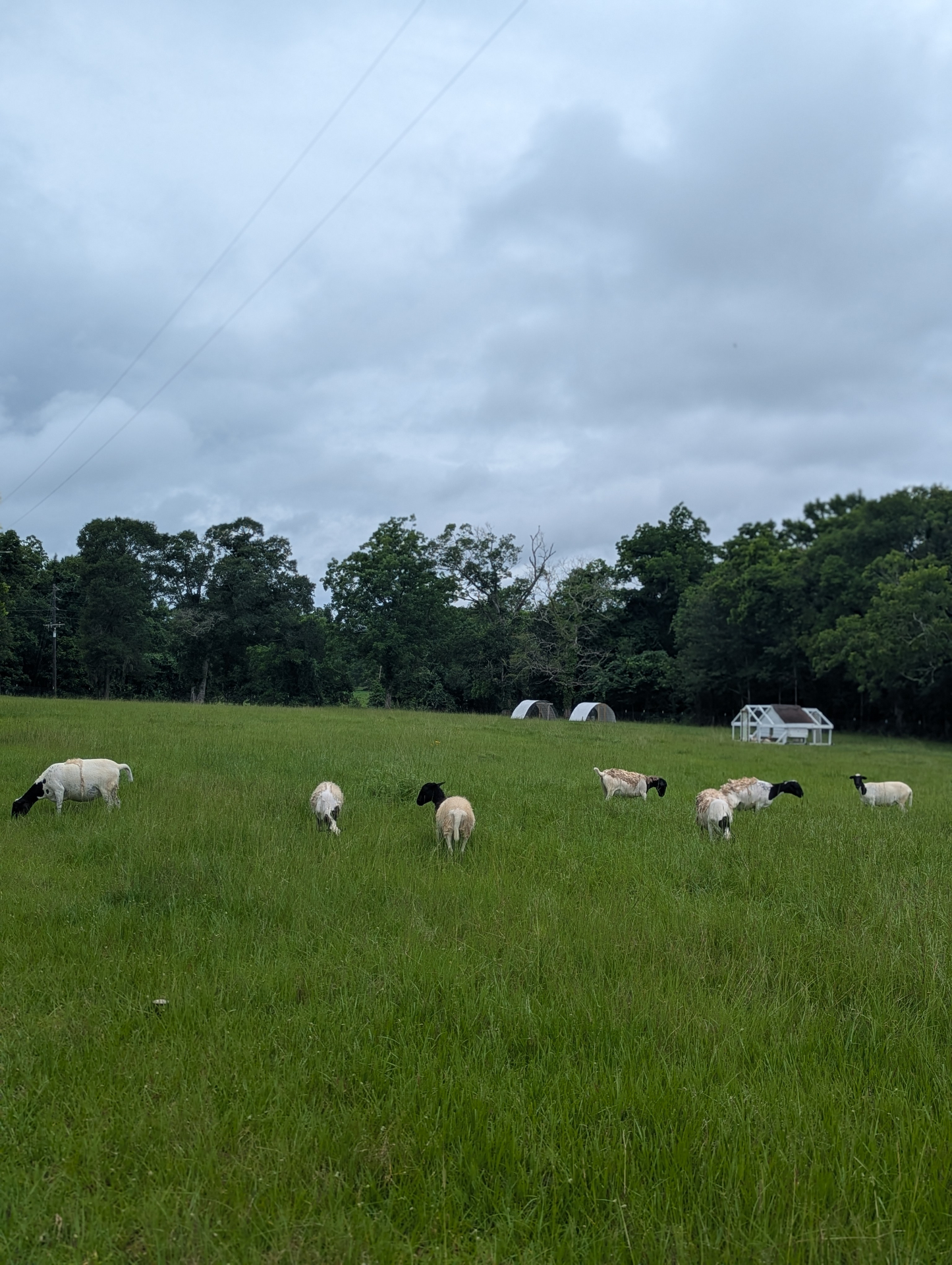 Dorper sheep grazing on green pasture